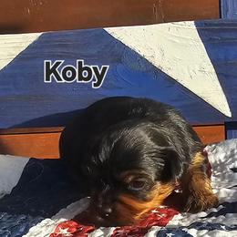 Strength - Black and tan male Yorkshire Terrier puppy in Terrell, Texas from PBJ Farms