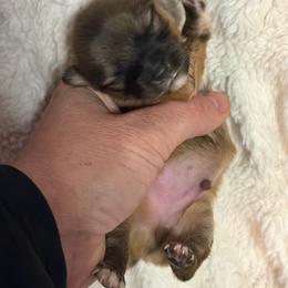 Boo - Red sable male Pomeranian puppy in Franklin, North Carolina from A&J Cutie Pawtooties