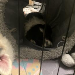 Border Collie Puppies from Spotted Feather Farm