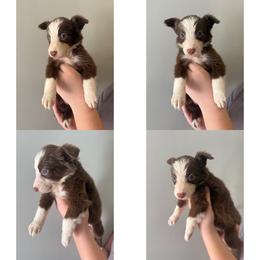 Girl 1 - Red female Border Collie puppy in Asheboro, North Carolina from Coble Kennels