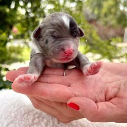 Cider - Green Collar - Blue merle male Bernedoodle puppy in Highland, Utah from Angel Pups Deluxe