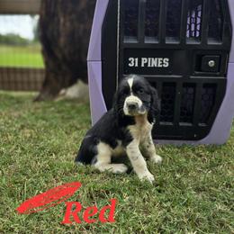 Boykin Spaniel and English Springer Spaniel Puppies from 31 Pines Springers & Retrievers