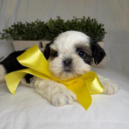 Ollie - Black gold and white male Shih Tzu puppy in Bullhead City, Arizona from Arizona Shih Tzu Land