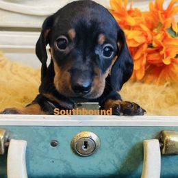 Dale - Black and tan male Dachshund puppy in Leoma, Tennessee from Southbound Kennel