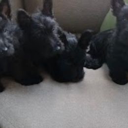 Scottish Terriers from Midwest Scotties