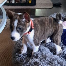 Orange Collar Boy 1 - Brindle and white male Basenji puppy in Tuttle, Oklahoma from Steadfast Farm (SFF)