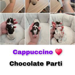 Cappuccino - Parti female Goldendoodle puppy in Summerville, South Carolina from Channys Doodles