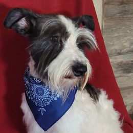 Cracker Jack - Miniature Schnauzer