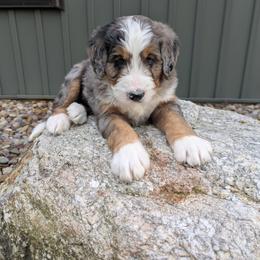 Max - Blue merle male Bernedoodle puppy in Beach City, Ohio from Blue Cloud Doodles