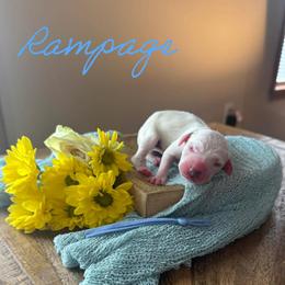 Rampage - White and black male Dalmatian puppy in Mount Vernon, Missouri from Spots & Spirals