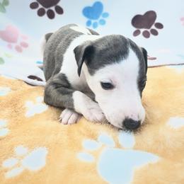 Dandy - White and fawn brindle female Whippet puppy in West Plains, Missouri from Sycamore Ridge Puppies