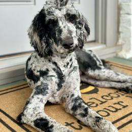 Boy 3 “Fez” - Merle Goldendoodle puppy in Powell, Tennessee from Melhorn Manor & Farm Doodles