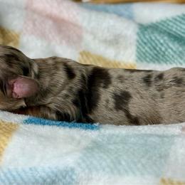 Liberty Bell - Dapple female Dachshund puppy in Three Rivers, Michigan from Michiana Dachshunds