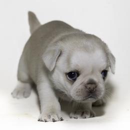 Navy (blue) - Cream male Pug puppy in Hereford, Arizona from Broken Road Ranch Pugs