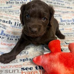 Brewer - Chocolate male Boykin Spaniel puppy in Van Buren, Arkansas from Arklahoma Boykins