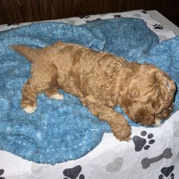 Cavapoo Puppies from Teddy & Elly Litter