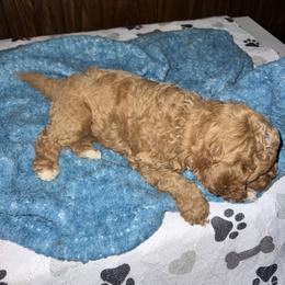 Cavapoo Puppies from Teddy & Elly Litter