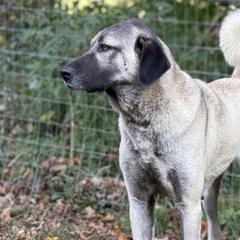 Kangals from Berecz Hollow Farm LLC