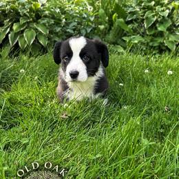 Cypress (Black Collar) - Black and white male Cardigan Welsh Corgi puppy in Clio, Michigan from Old Oak Cardigans