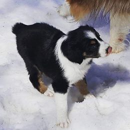 Australian Shepherd Puppies from Diamond Aussies N the Rough