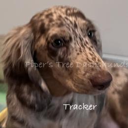 TRACKER - Dapple male Dachshund puppy in Shelton, Connecticut from Piper’s Tree Dachshunds