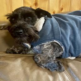 Miniature Schnauzer puppies from Pam's Schnauzers