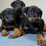Boy 2B - Black and tan male Beauceron puppy in Vale, North Carolina from Von Katzenstein Kennel