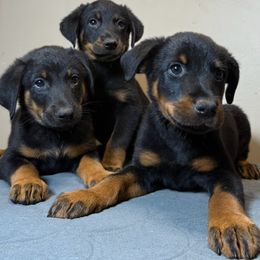 Boy 2B - Black and tan male Beauceron puppy in Vale, North Carolina from Von Katzenstein Kennel
