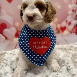 Green Collar Boy - Parti male Goldendoodle puppy in San Augustine, Texas from Vintage Doodles