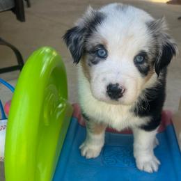 Jasper - Blue merle male Australian Shepherd puppy in Cypress, Texas from Cypress Aussies