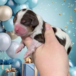 Curly - Tri-color male Cavapoo puppy in Coshocton, Ohio from Forever Family Puppies
