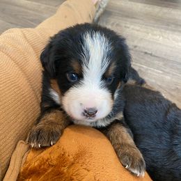 Meringue - Tri-color female Bernese Mountain Dog puppy in Rural Retreat, Virginia from Bernese Bunker