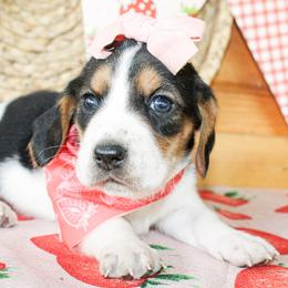 Tillie - Black white and tan female Basset Hound puppy in Antlers, Oklahoma from Rocking H