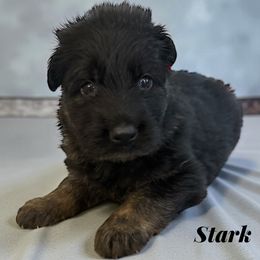 Stark - Black and red male German Shepherd puppy in Beaverdam, Virginia from B&R Kennel