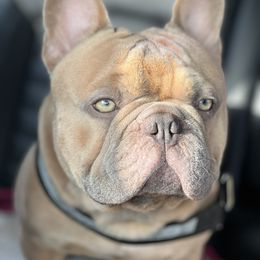 Hudson - French Bulldog
