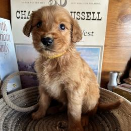 Yellow - Golden male Golden Retriever puppy in Leadore, Idaho from Gunsight Goldens