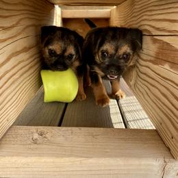 Border Terrier Puppies from Fortune Farms