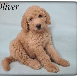 Boy 3 - Labradoodle puppy from Sharyland Pets