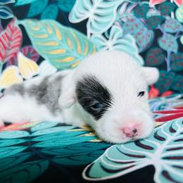 Zeus - Gray and white male American Corgi puppy in Cocoa, Florida from Cascadian Space Coast Corgis LLC