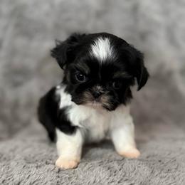 Clay - Black and white male Shih Tzu puppy in Shawnee, Oklahoma from Black Velvet Shih Tzu