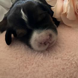 Bernedoodle, Cockapoo, and Goldendoodle Puppies from Avery Doodle Day LLC
