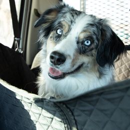 Kara - Australian Shepherd