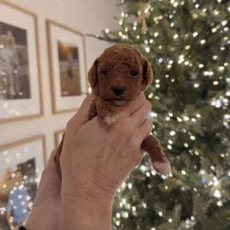 Black collar - Apricot male Assorted Doodle Crosses puppy in Marysville, California from Dailey Doodles and Dachshunds