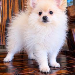 Lío - Cream male Pomeranian puppy in Kennedale, Texas from Puppiesnat