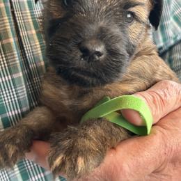 Isabel (Green collar) - Wheaten female Soft Coated Wheaten Terrier puppy in Cody, Wyoming from Yellowstone Breeders
