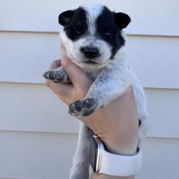 Rain - Blue speckled female Australian Cattle Dog puppy in Oberlin, Kansas from Hangin R Kennels
