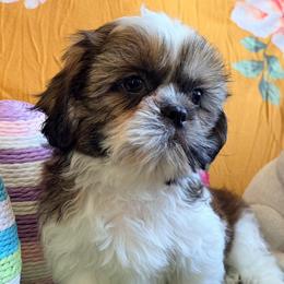 John - Gold and white male Shih Tzu puppy in Hemet, California from Aloha Shih Tzu