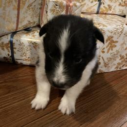 Jolly - Black and white male Shetland Sheepdog puppy in Commiskey, Indiana from Windy Haven Farm