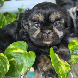 Puppy 2 - Black and tan male Shih Tzu puppy in Lone Oak, Texas from PDF Kennels