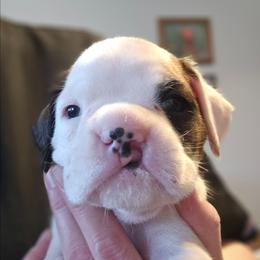 Willow (hare lip) - White female Boxer puppy in East Moline, Illinois from WildRiver Boxers